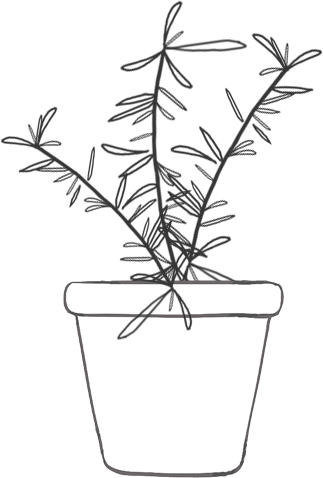 immagine rosmarino stil vaso